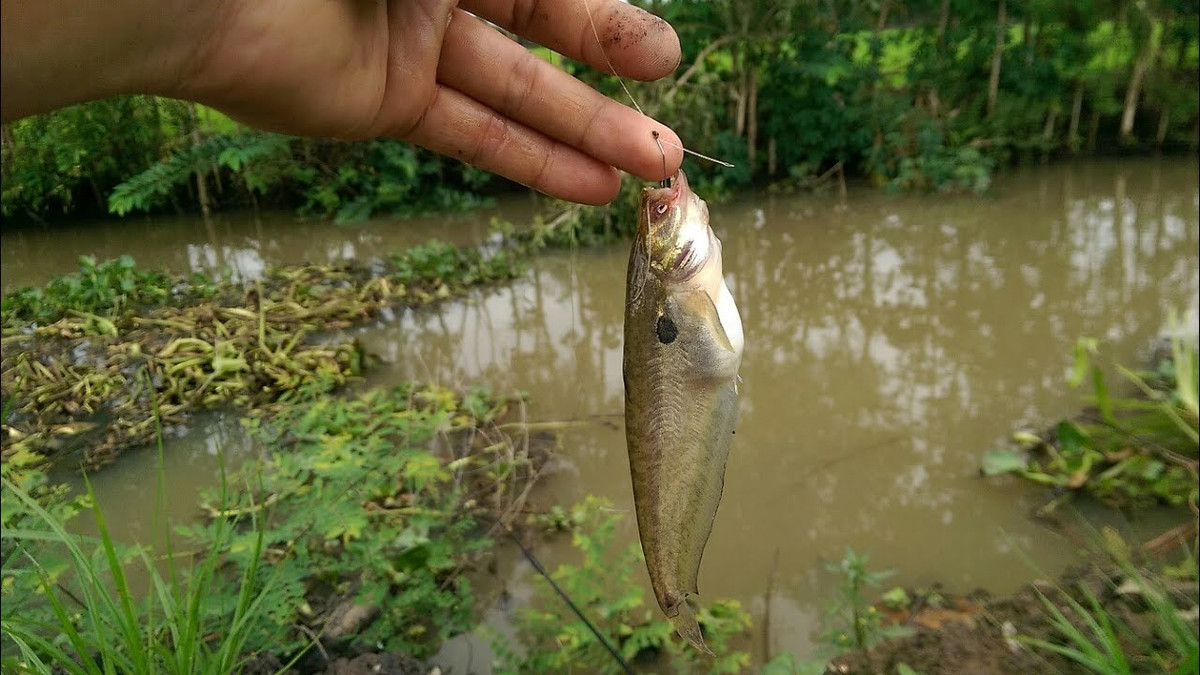 Cá trèn bầu là loài cá dữ. Chúng có tập tính di cư sinh sản và đẻ chủ yếu vào mùa mưa. Ảnh ytimg.