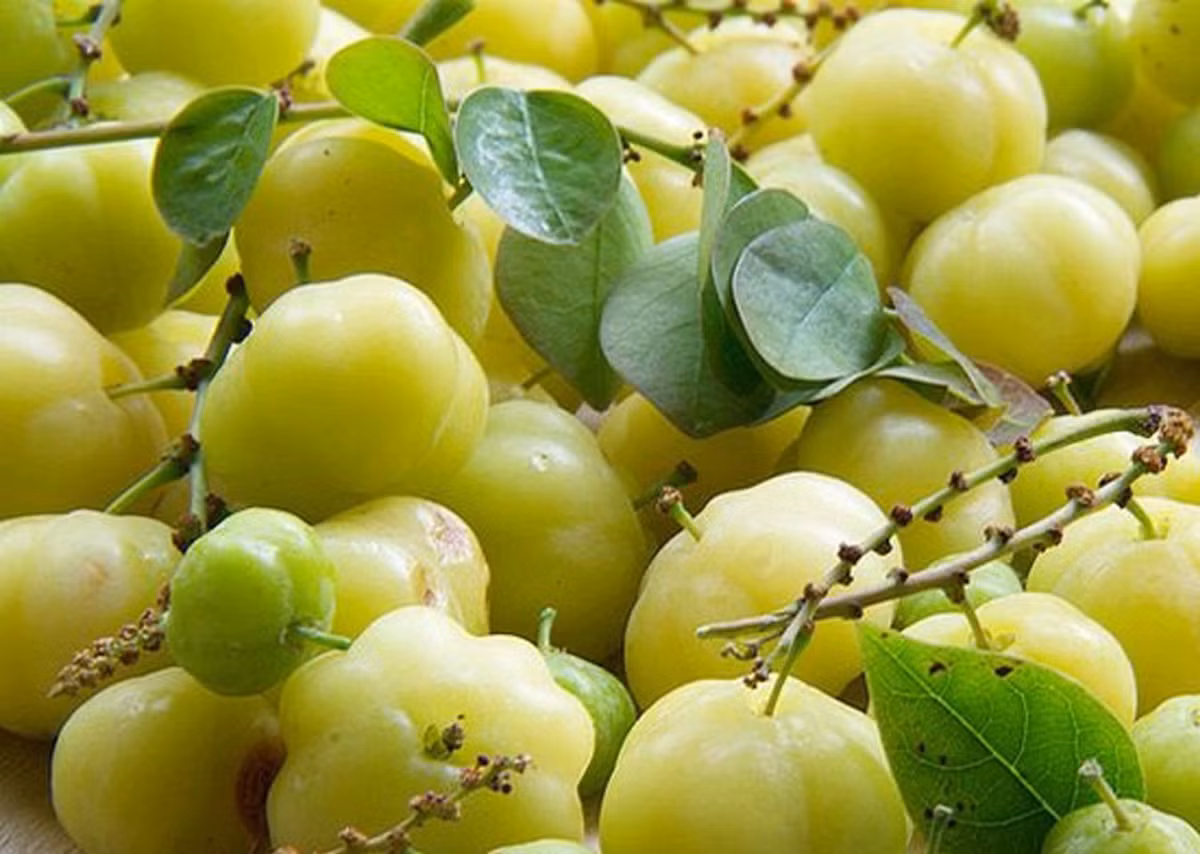 Quả chùm ruột có hai loại là loại quả chua và loại quả ngọt. Ảnh wp.