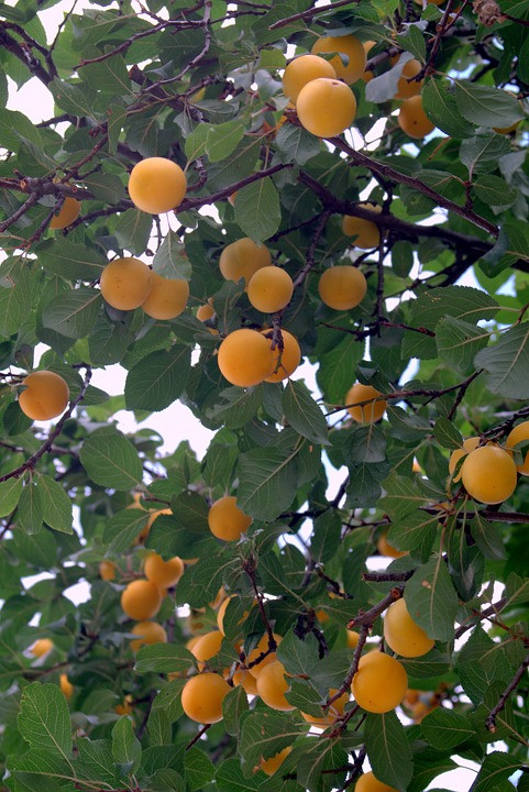 Vùng Lorraine (Pháp) là nơi trồng nhiều mận vàng mirabelle nhất với sản lượng 15.000 tấn mỗi năm. Ảnh pixabay.