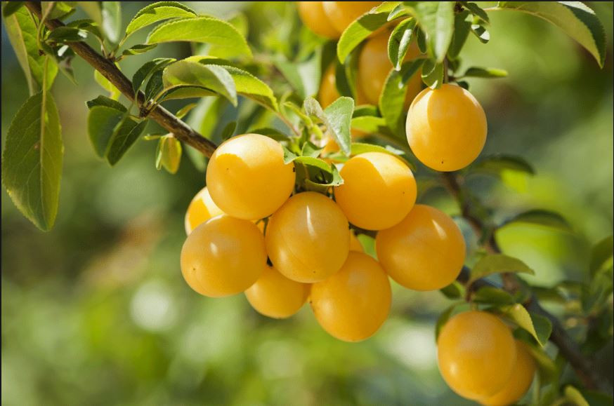 Ngoài được ăn tươi, mận vàng mirabelle được chế biến thành nhiều sản phẩm khác như mứt ngọt, mứt khô, siro trái cây, bánh kẹo... Ảnh krautundrueben.