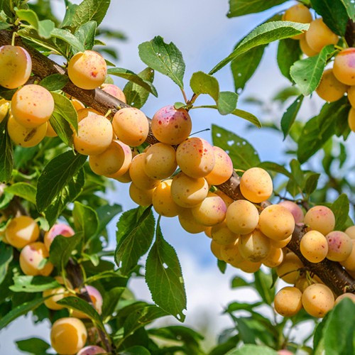 Bên cạnh đó, mận vàng mirabelle còn được sử dụng để chế biến thành hương liệu dùng trong mỹ phẩm nước hoa. Ảnh lnwfile.