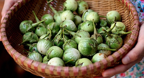 Đúng như tên gọi, cà đắng có vị đắng rất đặc trưng. Cà đắng ra trái quanh năm. Ảnh blogspot.