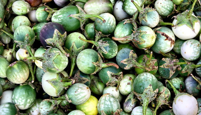 Ngoài nấu tươi, cà đắng có thể được lưu trữ bằng cách cắt miếng phơi khô dùng dần. Ảnh wordpress.