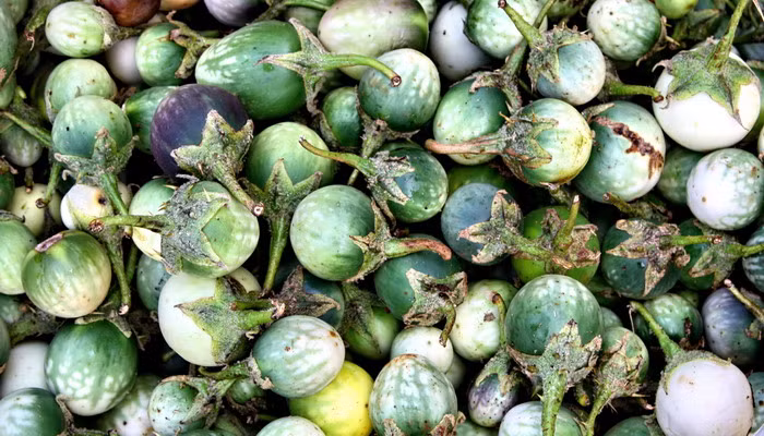 Ngoài nấu tươi, cà đắng có thể được lưu trữ bằng cách cắt miếng phơi khô dùng dần. Ảnh wordpress.