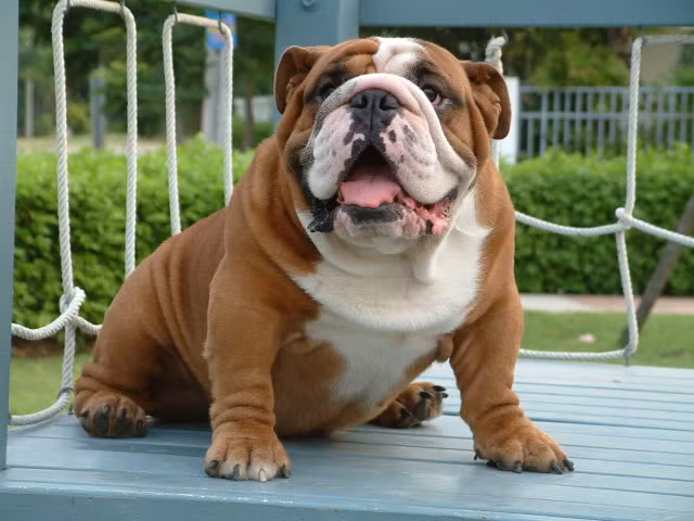 Chó mặt bò rất dễ bị béo phì do chúng ăn khỏe mà lại lười vận động. Ảnh chodep. 