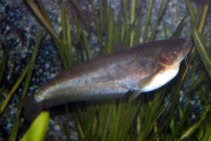 Ở cá trèn bầu, bộ phận ngon nhất chính là cái bầu (cái nọng) và 2 cục thịt nạc gù lên trên sống lưng của nó bởi thịt nhiều, béo ngậy. Ảnh blogspot.