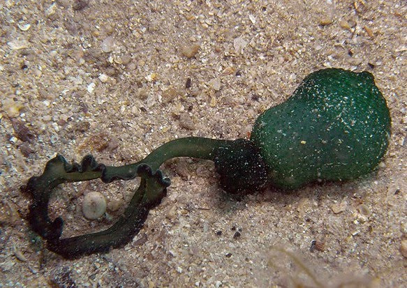 Cả giun đực và giun cái Bonellia viridis đều mang kiểu gen giống nhau. Ảnh blogspot.