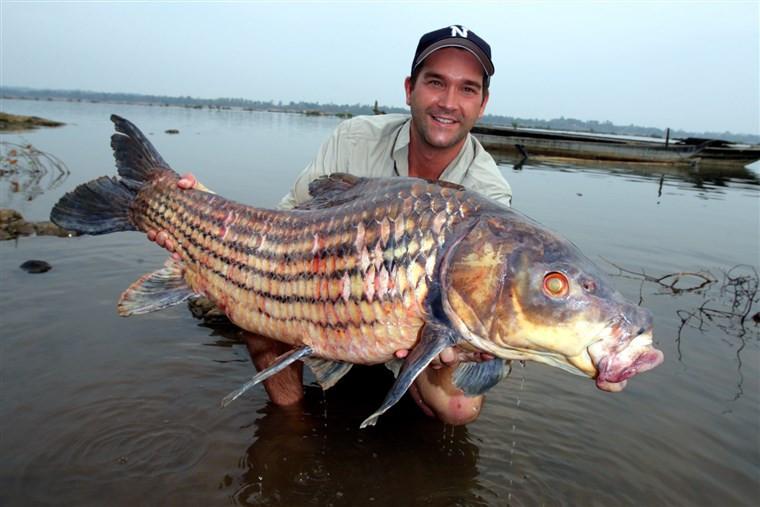 Cá trà sóc có râu hàm và được sử dụng như cơ quan xúc giác. Ảnh nbcnews.