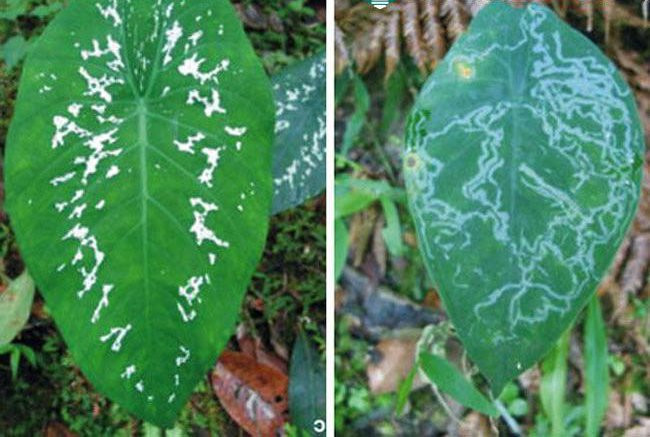 Những con sâu bướm vì thế sẽ tìm kiếm những cây khác khỏe mạnh để ăn thay vì ăn cây tai voi bị đốm trắng này. Ảnh kienthuckhoahoc.