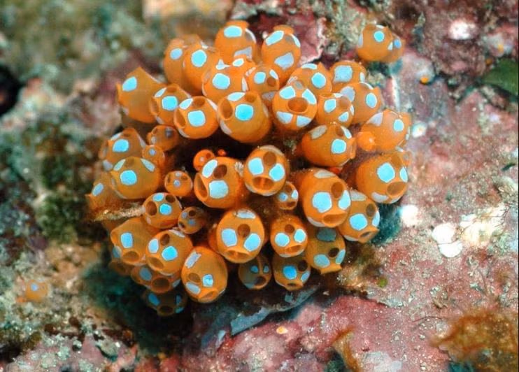 Hải tiêu có hình dáng, màu sắc rất rực rỡ và đa dạng. Ảnh kienthuckhoahoc.