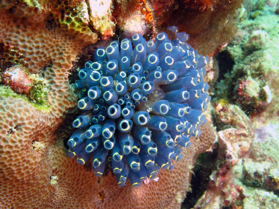 Việc sinh sản của hải tiêu cũng rất kỳ lạ, có hải tiêu thì sinh sản hữu tính nhưng cũng có hải tiêu sinh sản bằng cách từ thân mọc ra một mầm non. Ảnh thai-scuba.