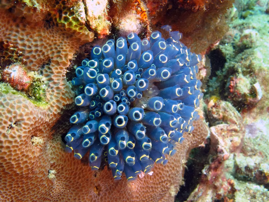 Việc sinh sản của hải tiêu cũng rất kỳ lạ, có hải tiêu thì sinh sản hữu tính nhưng cũng có hải tiêu sinh sản bằng cách từ thân mọc ra một mầm non. Ảnh thai-scuba.