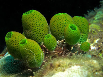 Sau khi bám cố định vào một vật và trưởng thành, hải tiêu không cần những bộ phận đó nữa nên đã tự ăn chúng. Ảnh blogspot.