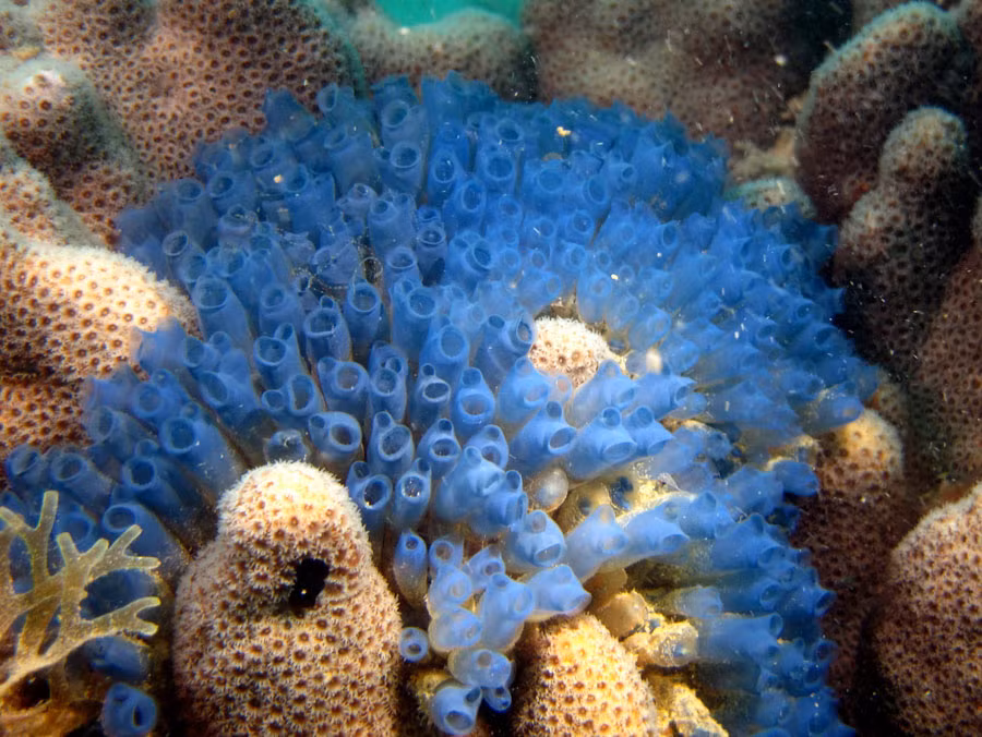 Đặc biệt, hải tiêu có thể tiết ra axit gallic - hợp chất giúp chúng làm lành vết thương chỉ trong vài giờ đồng hồ. Ảnh thai-scuba.