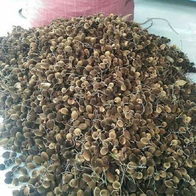 Mùa thu là mùa thu hoạch quả xay rừng. Loại quả này chín rộ nhất từ giữa tháng 7 và kéo dài đến đầu tháng 9. Ảnh lozi.