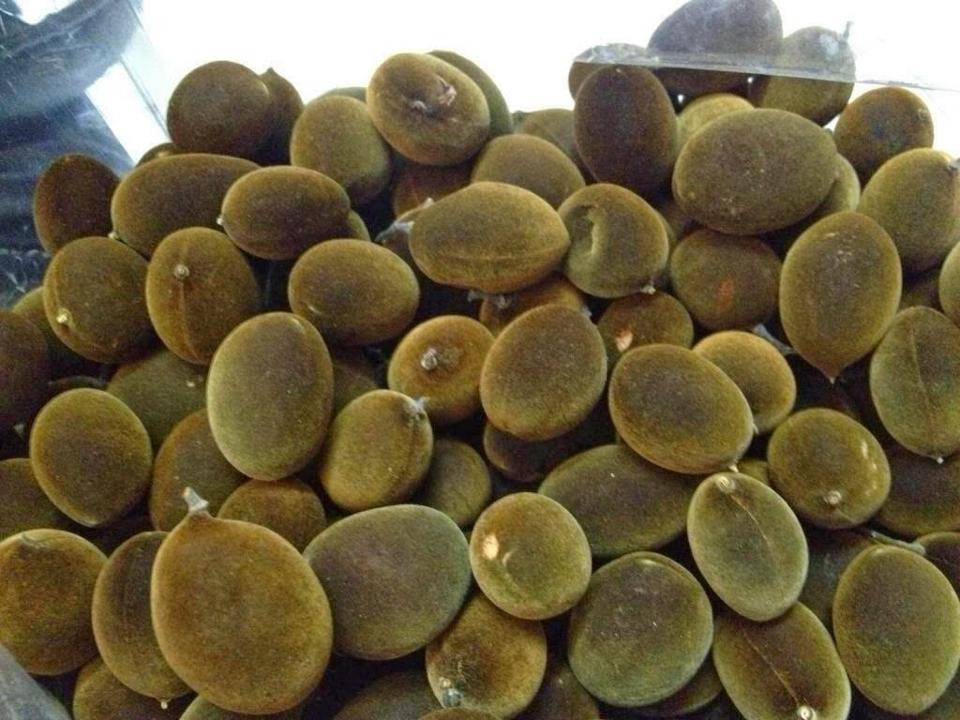 Ở nước ta, quả xay rừng có nhiều ở Gia Lai và xuất hiện lác đác tại Khánh Hòa, Phú Yên, Quảng Ngãi. Ảnh baodulich.