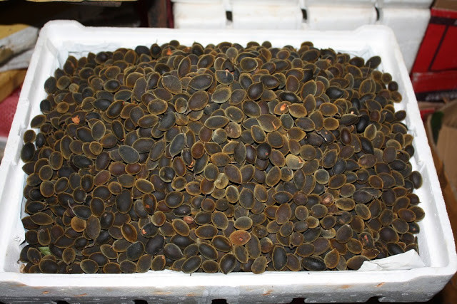  Quả xay rừng có hình bầu dục hơi dẹp, to khoảng 2cm, vỏ màu đen mịn như nhung khi ở trên cây. Khi được hái xuống, vỏ chuyển màu nâu hoặc vàng mơ. Ảnh blogspot.