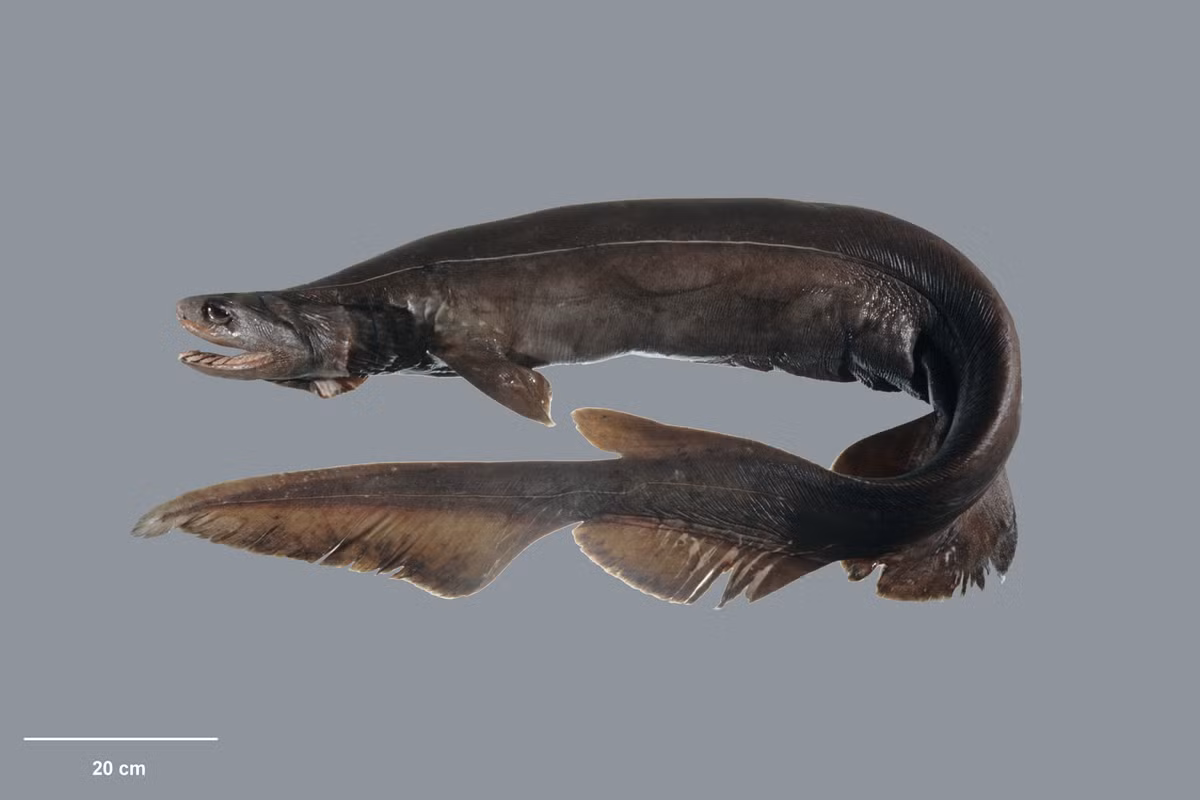 Cá mập mào là một trong những loài động vật nguy hiểm nhất thế giới, thậm chí còn được mệnh danh là sát thủ đại dương. Ảnh fishesofaustralia.