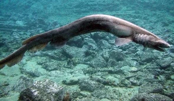 Cá mập mào còn sở hữu chiếc miệng có thể phồng ra, vì vậy mà nó có thể nuốt trọn cả những con mồi có kích thước to bằng một nửa của nó. Ảnh wordpress.