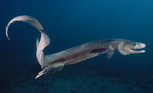  Cá mập mào là một loài cá mập đầu bò, sống ở độ sâu hàng ngàn mét dưới đáy đại dương. Ảnh radioformula.