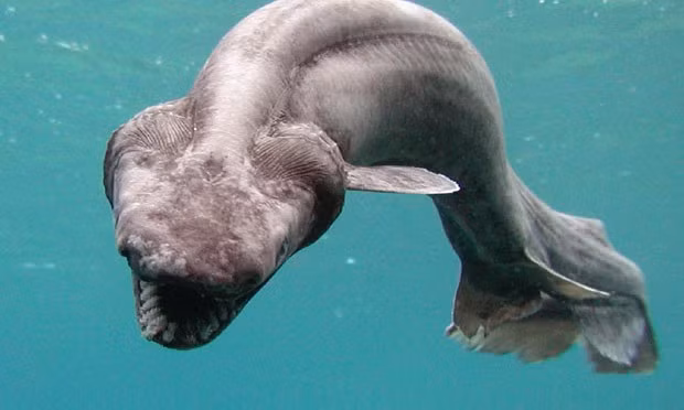 Cá mập mào phân bố ở nhiều nơi thuộc Thái Bình Dương và Đại Tây Dương. Ảnh wordpress.