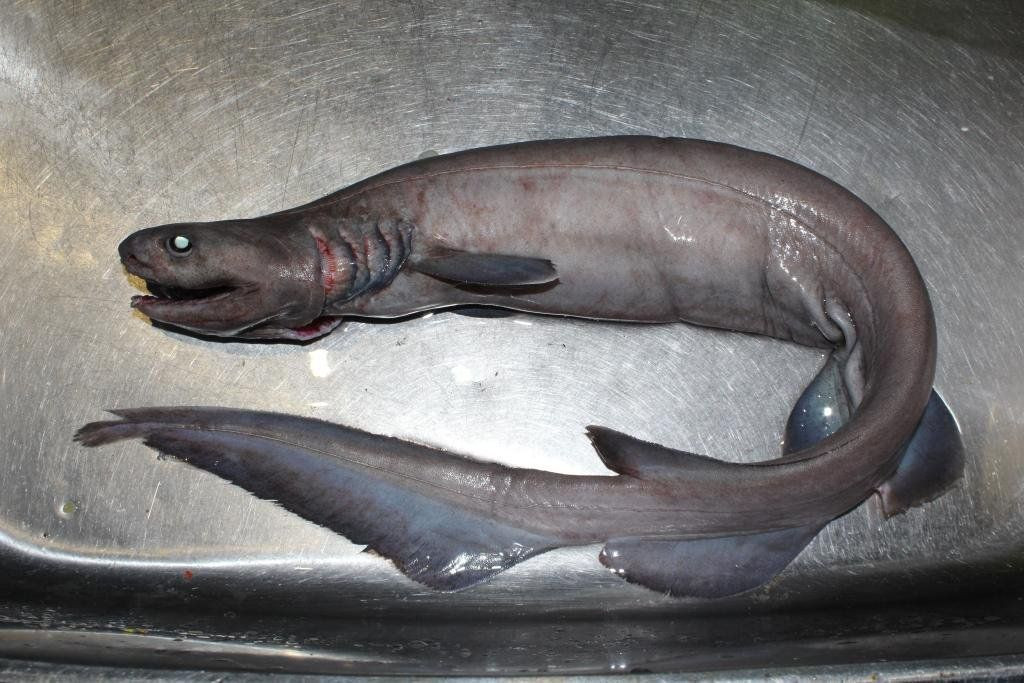 Cá mập mào có chiều dài khoảng 1,2m và sở hữu bộ hàm với 300 chiếc răng sắc nhọn có thể xé nát bất cứ con mồi nào. Ảnh pinimg.