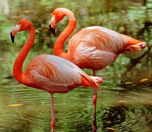 Không chỉ có thân hình màu hồng, sữa của chim hồng hạc còn có màu đỏ như máu do chứa đầy tế bào máu đỏ và sắc tố. Ảnh khampha.