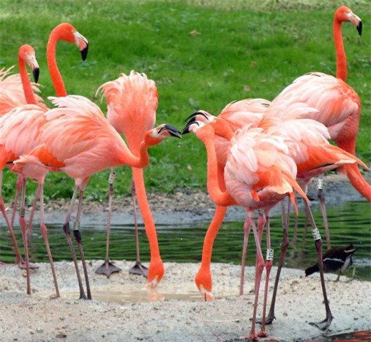 Hồng hạc là loài chim có thể tiết ra chất dinh dưỡng cho con non thường được biết đến với tên sữa diều. Động vật có sữa và nuôi con bằng sữa mẹ như người. Ảnh khoahocphattrien.