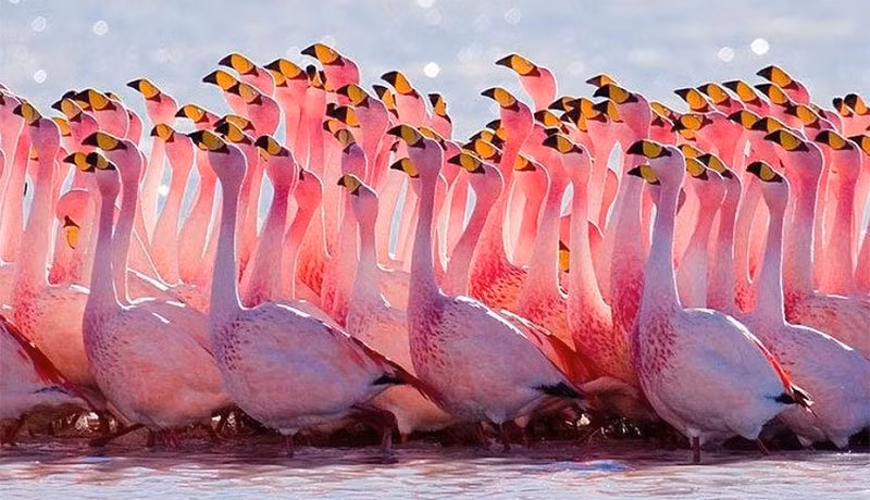 Ở chim hồng hạc, cả chim cái và chim đực đều tiết ra sữa. Sữa của chúng rất giàu chất béo và protein. Ảnh infonet. 