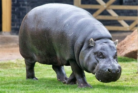 Lý do là trong giai đoạn đỉnh cao của tiết sữa ở hà mã mẹ, sắc tố màu đỏ (hipposudoric axit) và sắc tố màu cam (norhipposudoric axit) cũng được tiết ra và nó có thể trộn lẫn với sữa, tạo ra 1 sắc hồng cho sữa. Ảnh khoahocphattrien.