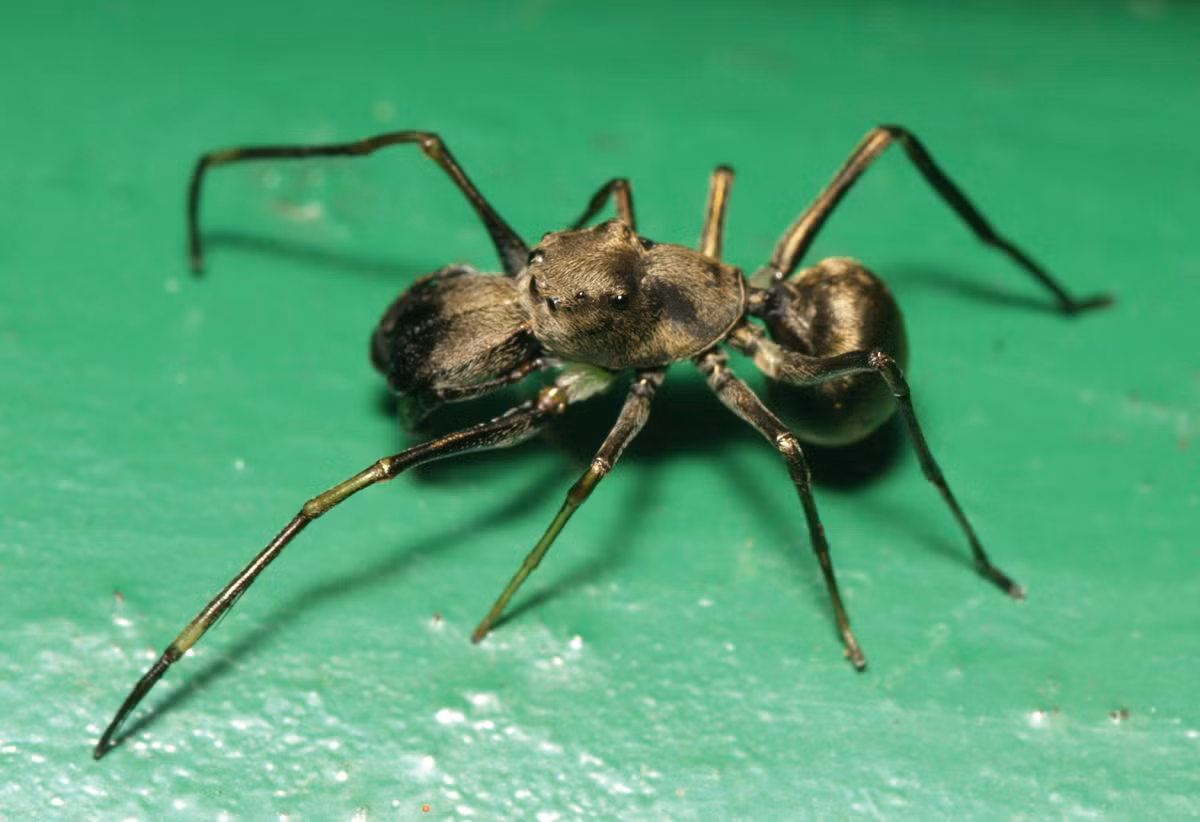 Nhện nhảy Toxeus magnus sống ở Trung Quốc và Đài Loan sở hữu một loại sữa đậm đặc protein, thậm chí lượng protein này còn cao hơn gấp bốn lần trong sữa bò. Ảnh thesun.