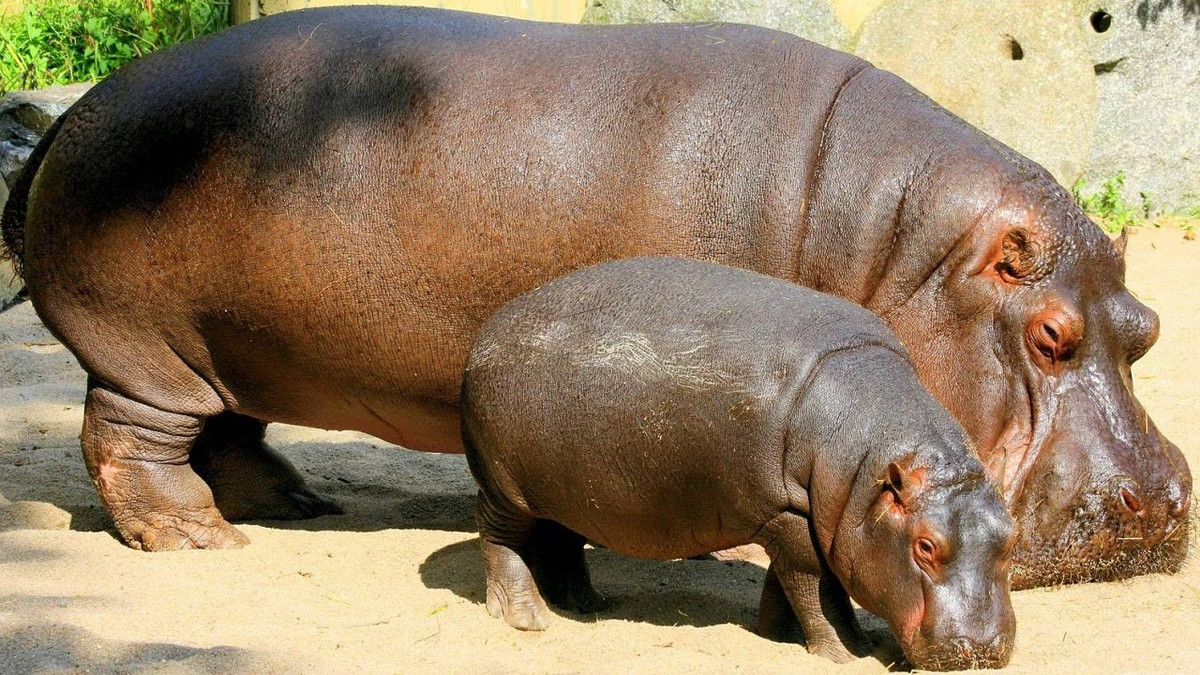 Trong khi đó, sữa hà mã lại có màu hồng. Ảnh ytimg.