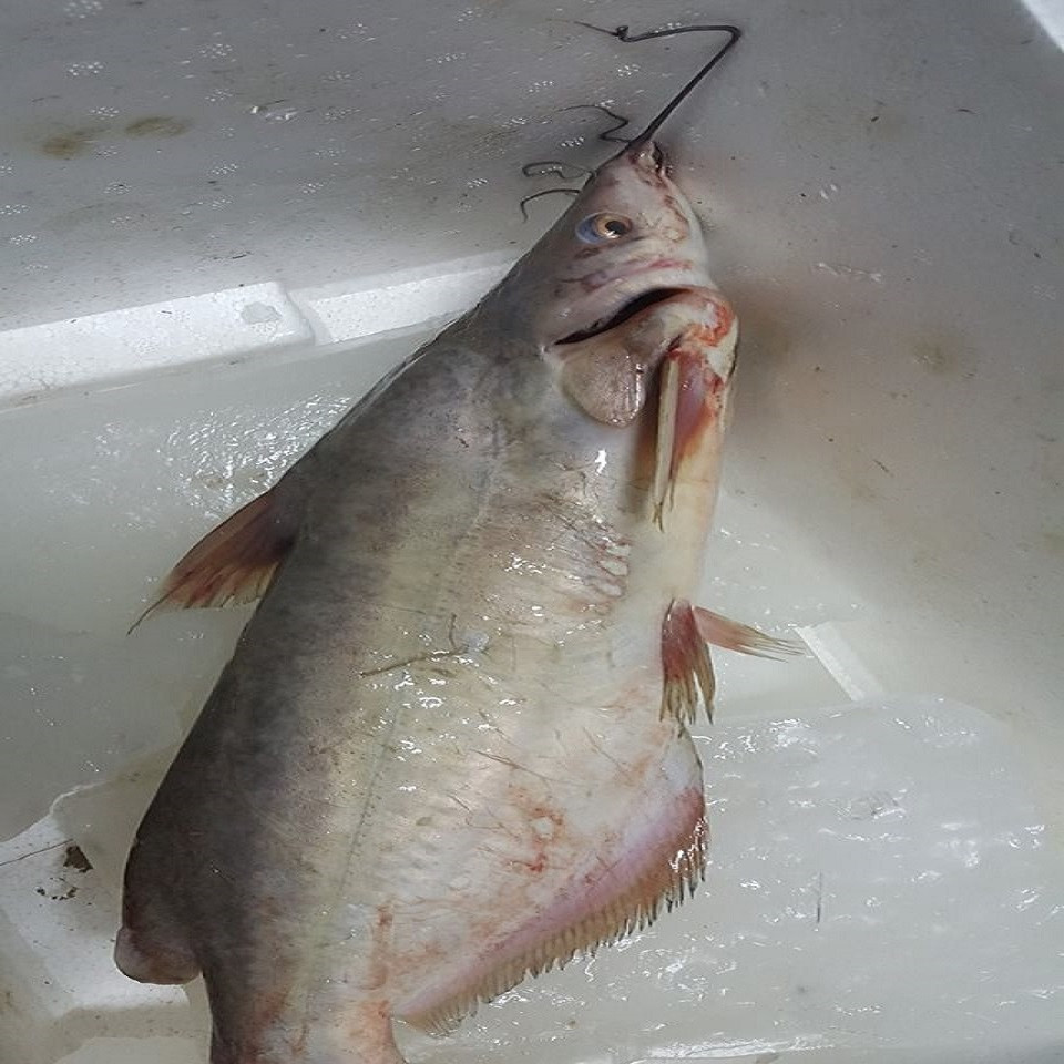 Cá ngạnh thịt chắc, thơm ngọt và không tanh, có thể được nấu thành nhiều món như nướng, kho nghệ, kho tiêu lá gừng, nấu canh chua với măng... Ảnh casoda.