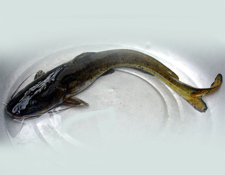 Ở nước ta, cá ngạnh phân bố ở Hà Nội, Hưng Yên, Nam định, Thanh Hóa, Nghệ An. Trên thế giới, cá phân bố ở Thái Lan, Philippin, Indonesia, Trung Quốc. Ảnh minhphatcamau.