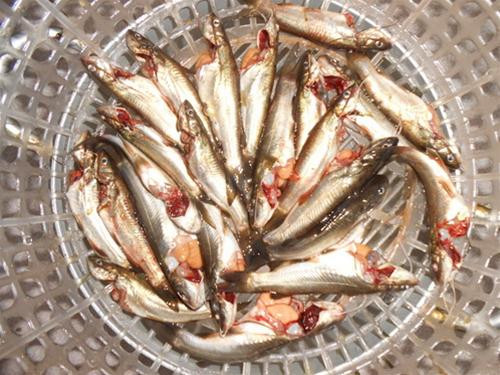 Cá ngạnh là một loại cá da trơn, có thân và đầu dẹt với 3 ngạnh sắc nhọn. Đây cũng chính là vũ khí khiến loài cá nhỏ bé này trở thành “sát thủ” của vùng sông nước. Ảnh tepbac.