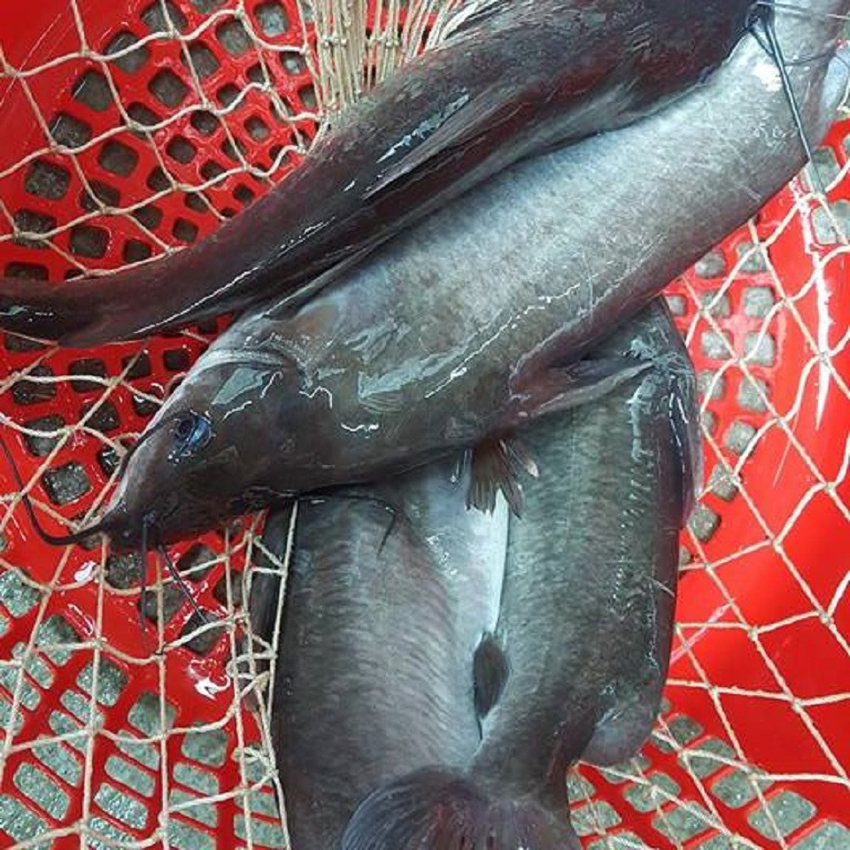 Cá ngạnh có tập tính sống theo bầy đàn. Đây là loài ăn tạp, thường ăn ở tầng đáy và thường đẻ ở hang đá ven bờ, hạ lưu các con sông lớn. Ảnh casoda.