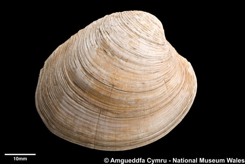 Vỏ của sò biển Quahog phát triển dần qua năm tháng với những vòng khá rõ giống như vòng của thân cây để xác định tuổi. Tuy nhiên, chính phần bản lề nối giữa hai vỏ mới cho tuổi chính xác. Ảnh museumwales.