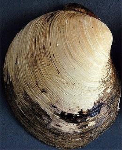 Để tránh bị ăn thịt, sò biển Quahog có thể trốn sâu dưới đáy biển và sống ở đó trong một khoảng thời gian dài mà không cần tìm kiếm thức ăn và oxy. Ảnh blogspot.