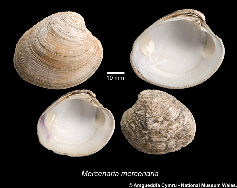 Năm 2013, một con sò biển Quahog có tên là Ming – được cho là động vật sống lâu nhất trên thế giới với tuổi thọ 507 tuổi – đã bị các nhà khoa học giết để nghiên cứu xem nó bao nhiêu tuổi. Ảnh museumwales.