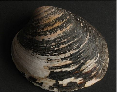 Sò biển Quahog có tuổi thọ khoảng 400 năm. Ảnh nguoixunghekiev.