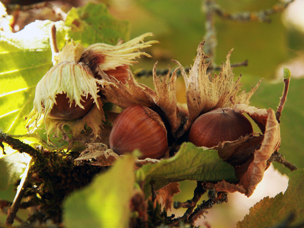 Hạt phỉ có phần vỏ ngoài trông rất giống hạt dẻ nhỏ thường thấy của Việt Nam. Ảnh supernut.