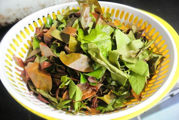 Theo các vị lão làng, rau bép xưa kia là món ăn khoái khẩu của loài tê giác. Ảnh chiecthiavang.