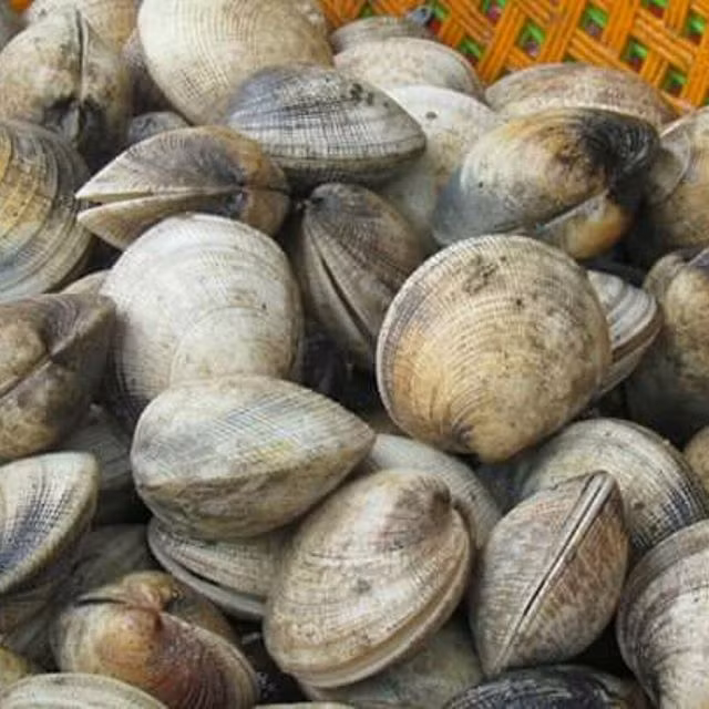Sò chén có khả năng chịu được khí hậu nóng miền Nam Trung Bộ và thời tiết lạnh của miền Bắc. Ảnh fbcdn.