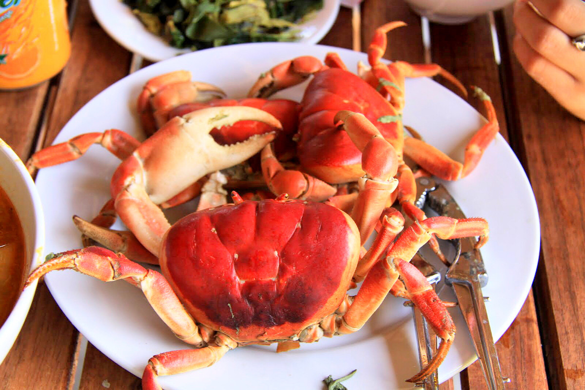 Cua dẹp là động vật biển nhưng sống trên rừng. Đến mùa sinh sản, chúng thường di cư xuống những vùng biển nông quanh đảo để đẻ trứng. Ảnh haisantuoisachbienhoa.