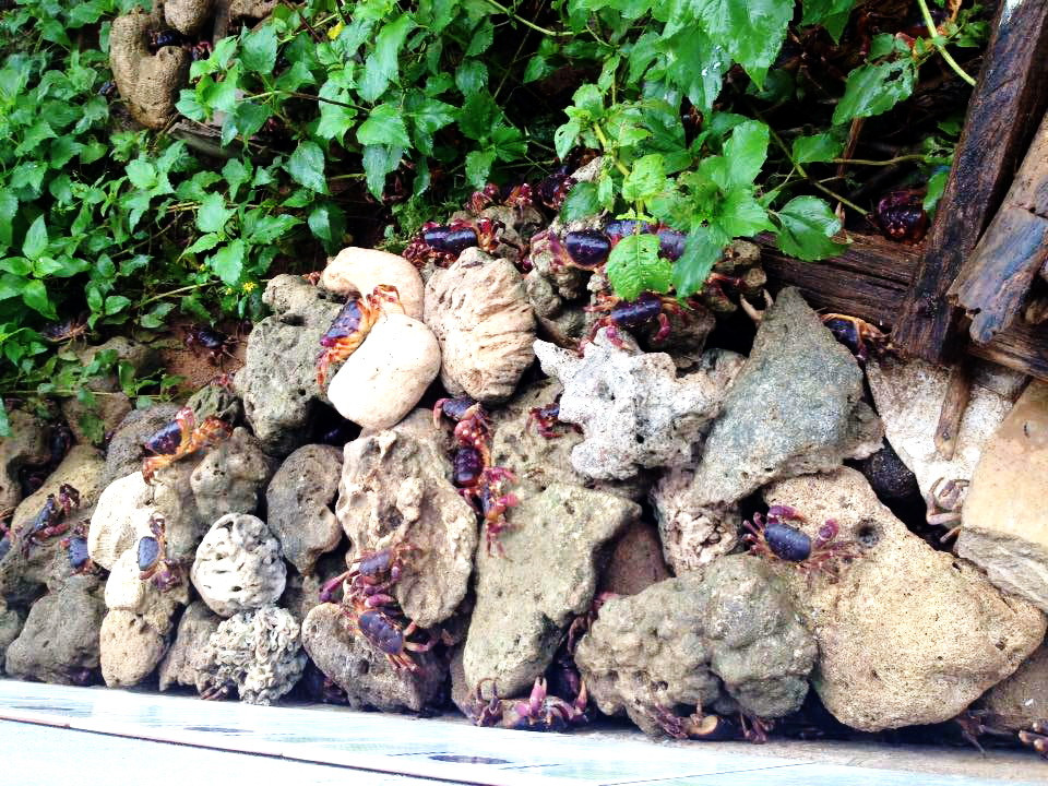 Cua dẹp có tuổi thọ khoảng 16 năm. Chúng lớn lên mỗi năm mỗi khi lột vỏ. Loài cua này chỉ hoạt động vào ban đêm khi độ ẩm cao và nhiệt độ thấp. Ảnh haisantuoisachbienhoa.