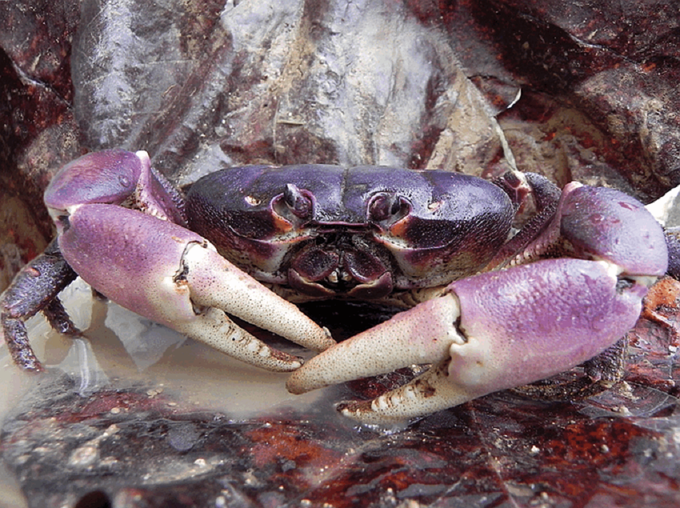 Thịt cua dẹp ngon không hề thua kém cua huỳnh đế - loại cua đang được đánh giá là số 1 của Việt Nam hiện nay. Ảnh vietnamflavor.