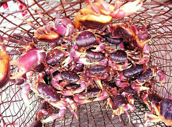 Cua dẹp là động vật “ăn chay” vì thức ăn của nó là lá, cây cỏ, rong rêu... mọc tự nhiên. Ảnh vov.