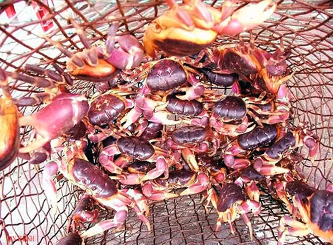 Cua dẹp là động vật “ăn chay” vì thức ăn của nó là lá, cây cỏ, rong rêu... mọc tự nhiên. Ảnh vov.