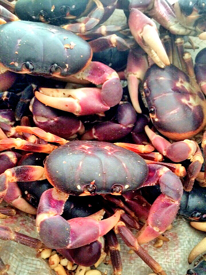 Trên thế giới, cua dẹp phân bố ở các đảo của Thái Bình Dương thuộc Nhật Bản, Đài Loan, Philippines, Indonesia. Ảnh haisantuoisachbienhoa.