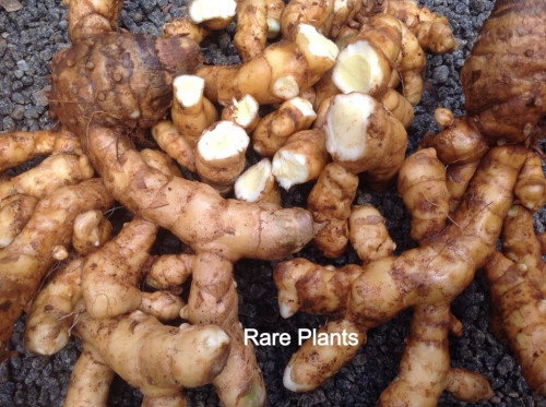 Ở một số quốc gia như Ấn Độ, Trung Quốc, nghệ trắng được trộn chung với bột lá cà ri làm gia vị chế biến thức ăn. Ảnh artfire.